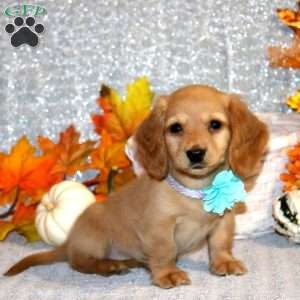 Abigail – Mini, Dachshund Puppy