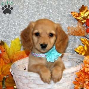 Abigail – Mini, Dachshund Puppy