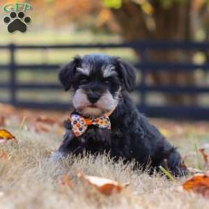 Ace, Miniature Schnauzer Puppy