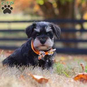 Ace, Miniature Schnauzer Puppy