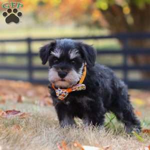 Ace, Miniature Schnauzer Puppy