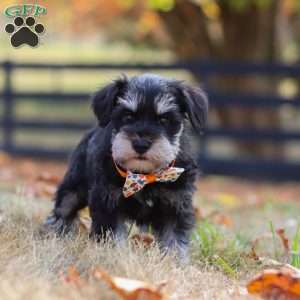 Ace, Miniature Schnauzer Puppy