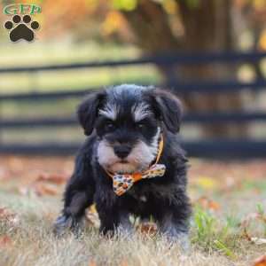 Ace, Miniature Schnauzer Puppy