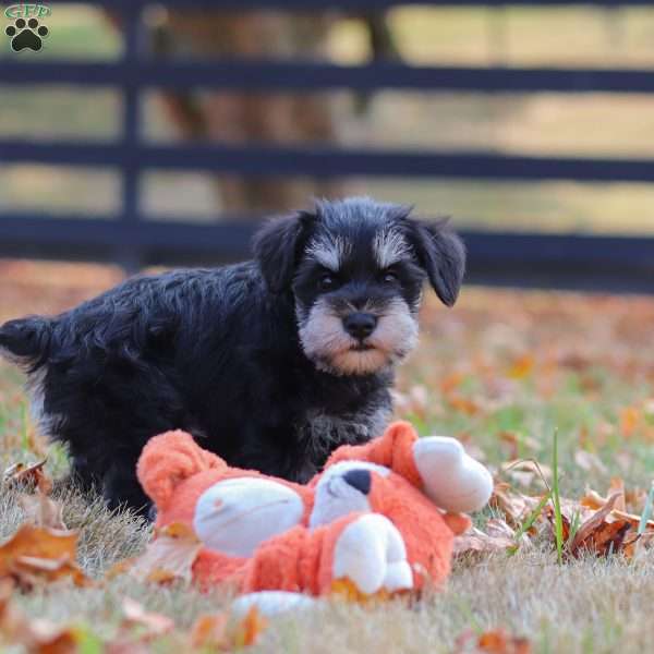 Ace, Miniature Schnauzer Puppy