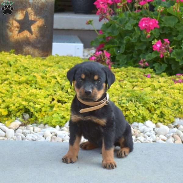 Ace, Rottweiler Puppy