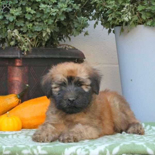 Ace, Soft Coated Wheaten Terrier Puppy