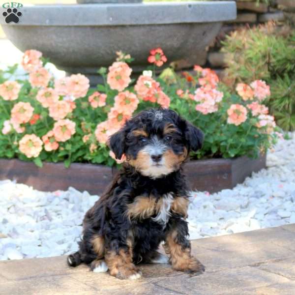 Ace, Mini Bernedoodle Puppy