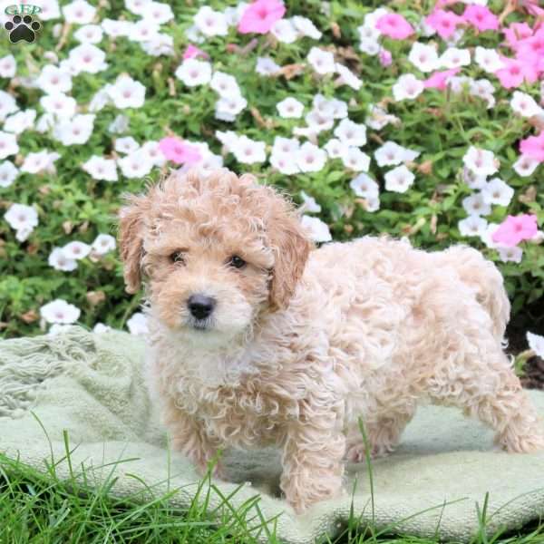 Ace, Bich-Poo Puppy