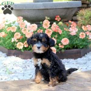 Ace, Mini Bernedoodle Puppy