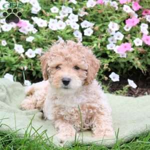 Ace, Bich-Poo Puppy