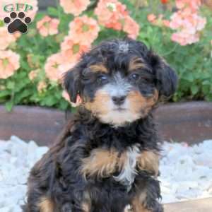 Ace, Mini Bernedoodle Puppy