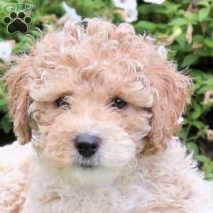 Ace, Bich-Poo Puppy
