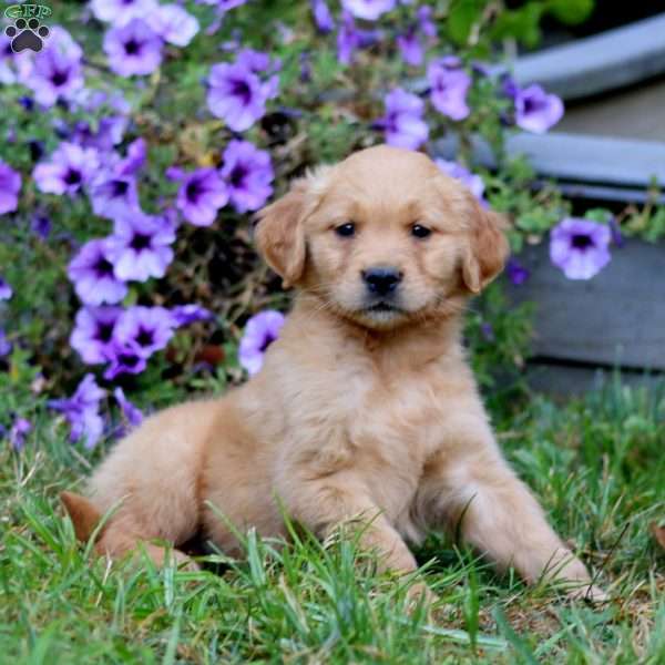 Ace, Golden Retriever Puppy