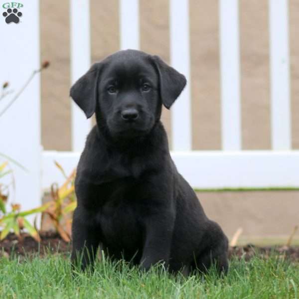 Ace, Black Labrador Retriever Puppy
