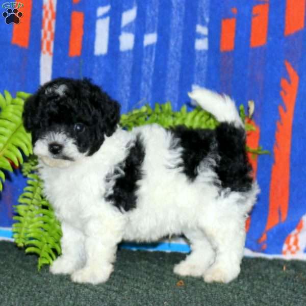 Ace, Miniature Poodle Puppy