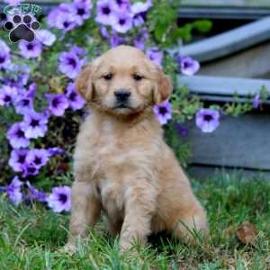 Ace, Golden Retriever Puppy