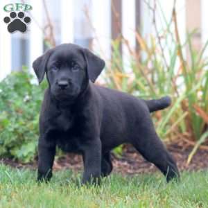 Ace, Black Labrador Retriever Puppy