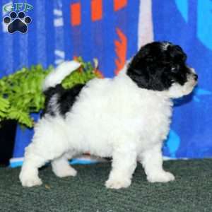 Ace, Miniature Poodle Puppy