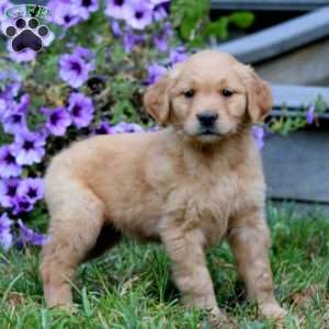 Ace, Golden Retriever Puppy