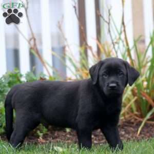 Ace, Black Labrador Retriever Puppy
