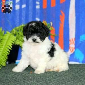 Ace, Miniature Poodle Puppy