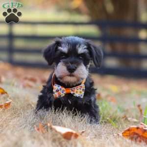 Ace, Miniature Schnauzer Puppy