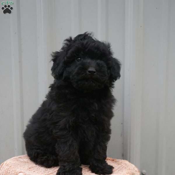 Acorn, Mini Labradoodle Puppy