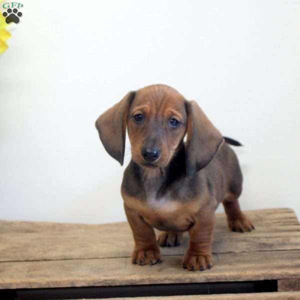 Adam, Dachshund Puppy