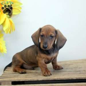 Adam, Dachshund Puppy