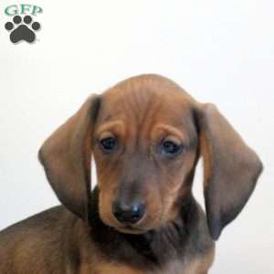 Adam, Dachshund Puppy