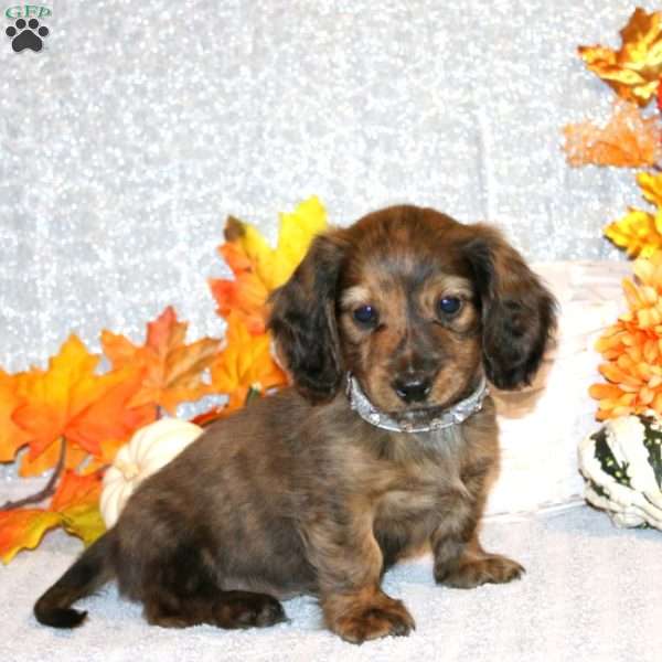 Adrian – Mini, Dachshund Puppy