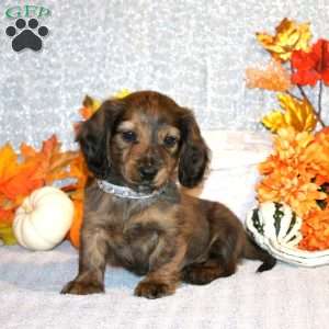 Adrian – Mini, Dachshund Puppy