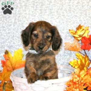 Adrian – Mini, Dachshund Puppy