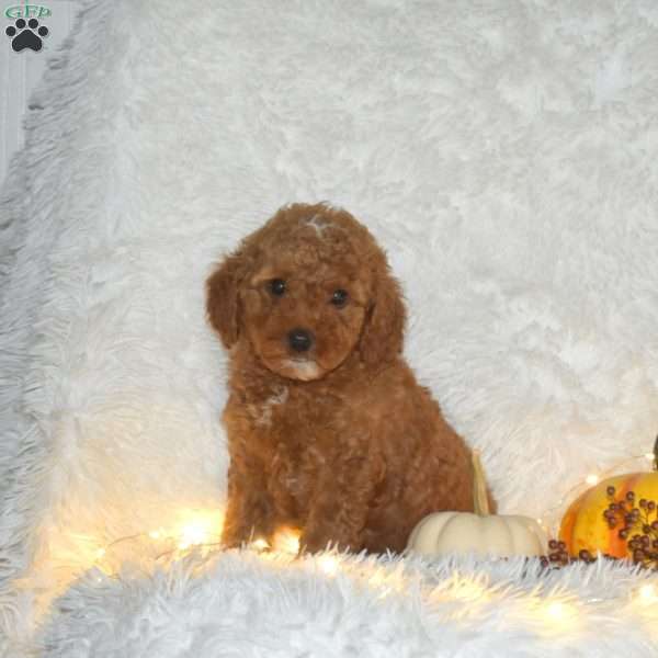 Aiden, Miniature Poodle Puppy