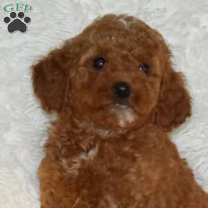 Aiden, Miniature Poodle Puppy