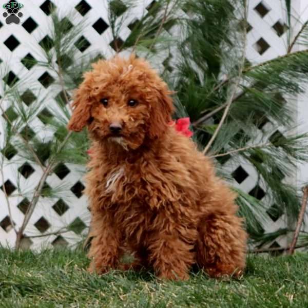 Aiden, Miniature Poodle Puppy