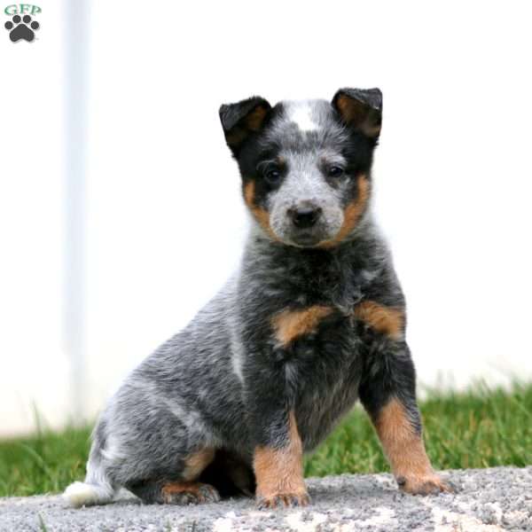 Aladdin, Blue Heeler – Australian Cattle Dog Puppy