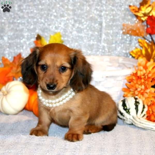 Aleah – Mini, Dachshund Puppy