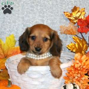 Aleah – Mini, Dachshund Puppy