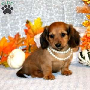 Aleah – Mini, Dachshund Puppy