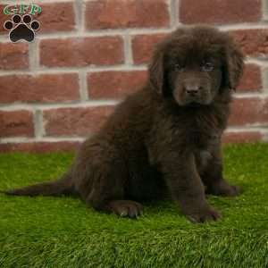 Alex, Newfoundland Puppy