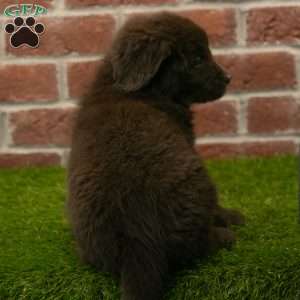Alex, Newfoundland Puppy