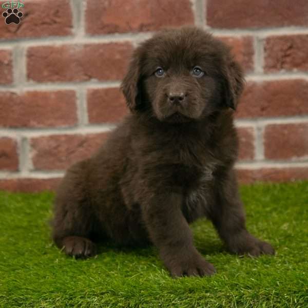 Alex, Newfoundland Puppy