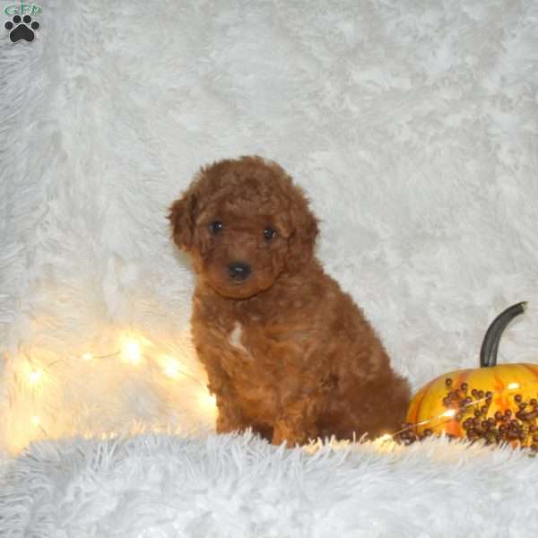 Alex, Miniature Poodle Puppy