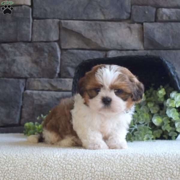 Alex, Shih Tzu Puppy