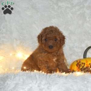 Alex, Miniature Poodle Puppy