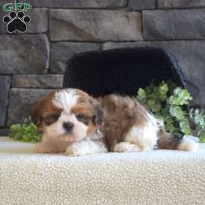 Alex, Shih Tzu Puppy