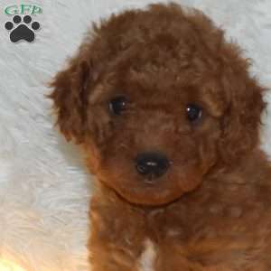 Alex, Miniature Poodle Puppy