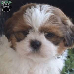 Alex, Shih Tzu Puppy