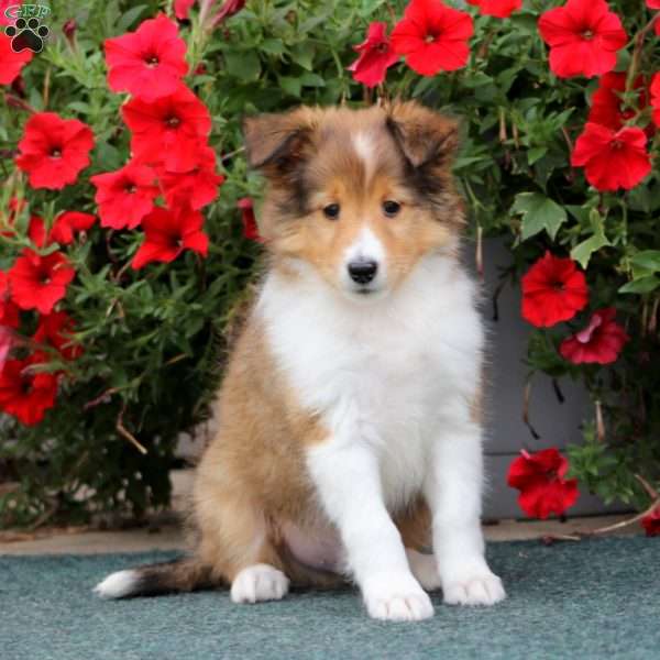 Alex, Sheltie Puppy